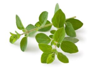 Oregano Cancer Prevention